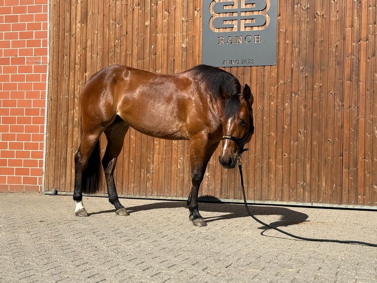 American Quarter Horse Stute 3 Jahre 150 cm Brauner in Werlte