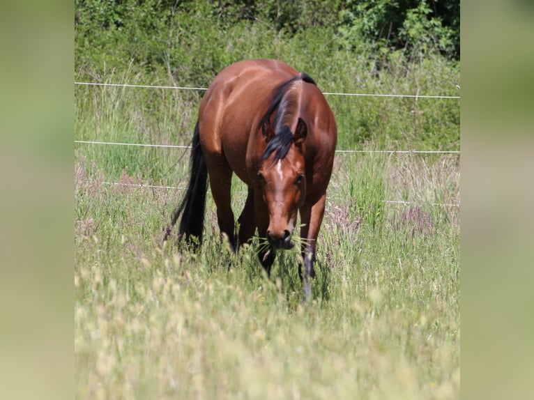 American Quarter Horse Stute 3 Jahre 150 cm Brauner in Oberhaid