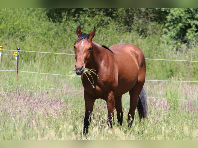 American Quarter Horse Stute 3 Jahre 150 cm Brauner in Oberhaid