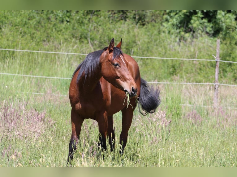 American Quarter Horse Stute 3 Jahre 150 cm Brauner in Oberhaid