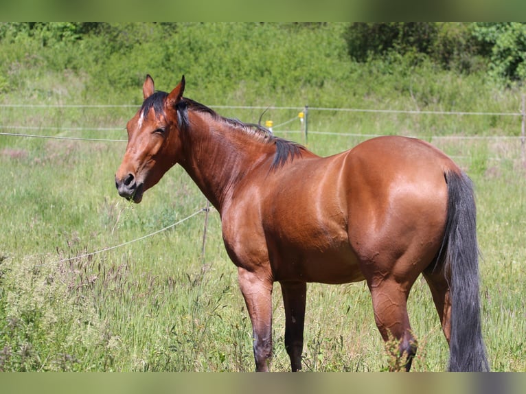 American Quarter Horse Stute 3 Jahre 150 cm Brauner in Oberhaid