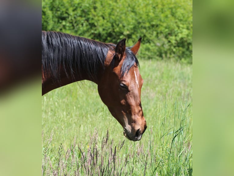 American Quarter Horse Stute 3 Jahre 150 cm Brauner in Oberhaid