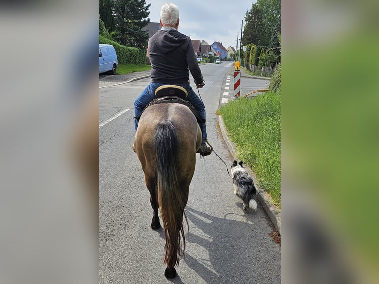American Quarter Horse Stute 3 Jahre 150 cm Braunfalbschimmel in Müglitztal