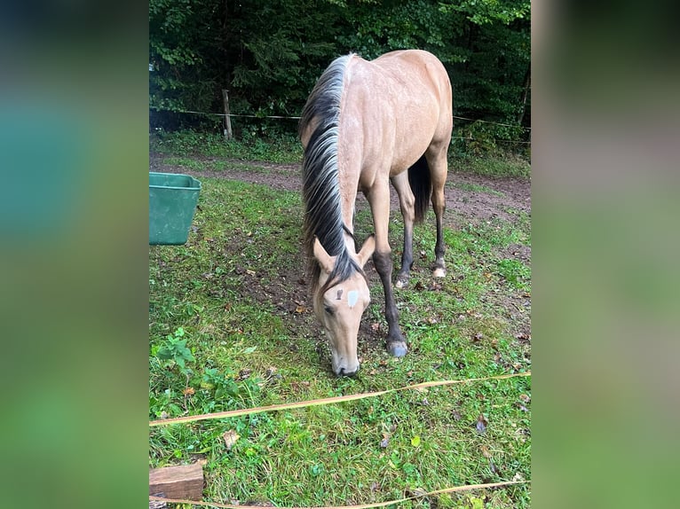 American Quarter Horse Stute 3 Jahre 150 cm Buckskin in Zweibrücken