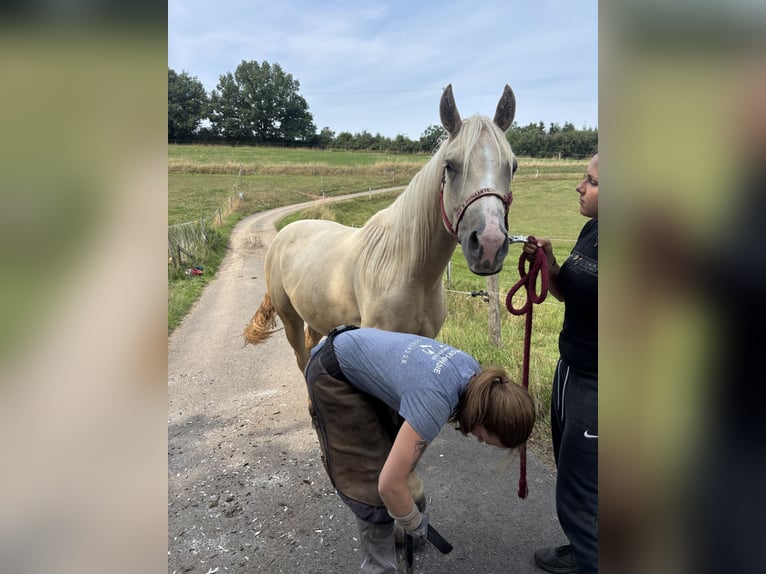 American Quarter Horse Stute 3 Jahre 150 cm Dunalino in H&#xF6;ringen