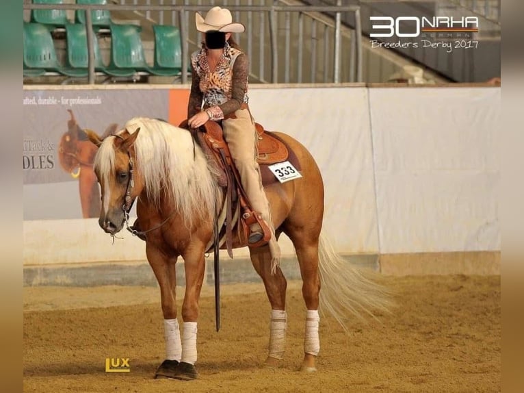 American Quarter Horse Stute 3 Jahre 150 cm Dunalino in H&#xF6;ringen