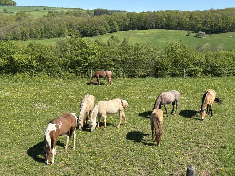 American Quarter Horse Stute 3 Jahre 150 cm Dunalino in H&#xF6;ringen