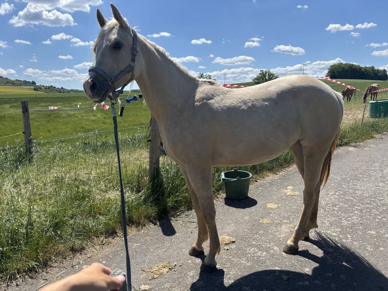 American Quarter Horse Stute 3 Jahre 150 cm Dunalino in H&#xF6;ringen
