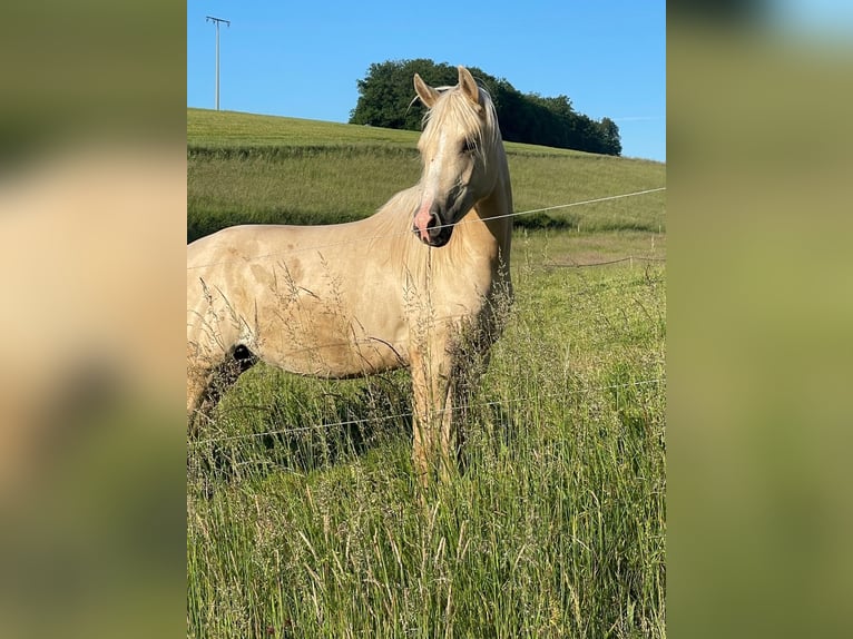 American Quarter Horse Stute 3 Jahre 150 cm Dunalino in H&#xF6;ringen