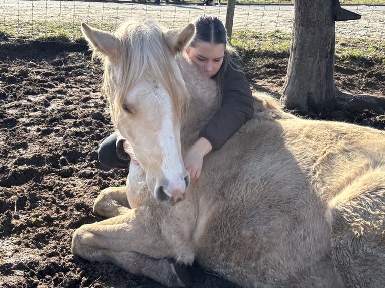 American Quarter Horse Stute 3 Jahre 150 cm Dunalino in H&#xF6;ringen