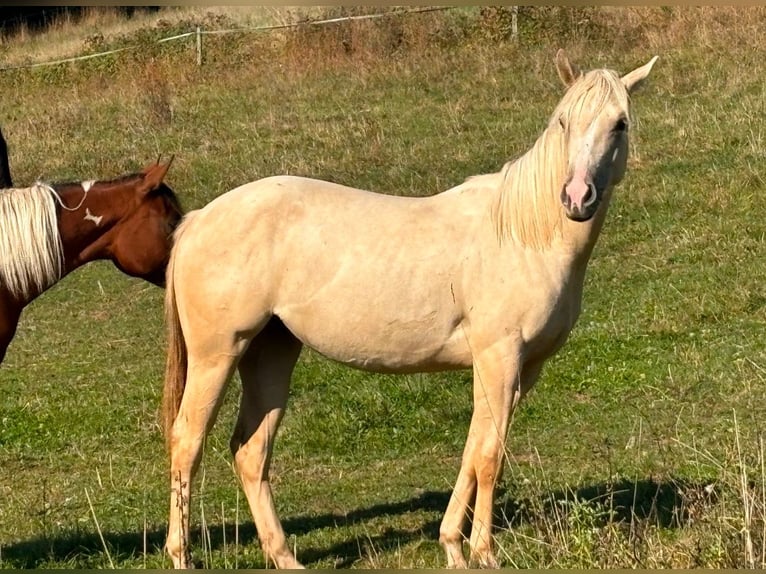 American Quarter Horse Stute 3 Jahre 150 cm Dunalino in H&#xF6;ringen