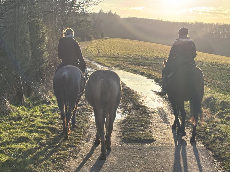 American Quarter Horse Stute 3 Jahre 150 cm Dunalino in H&#xF6;ringen