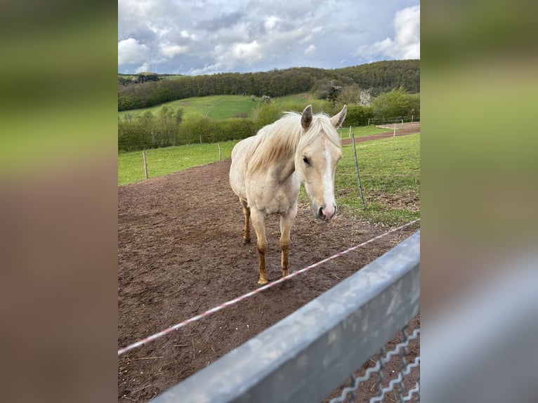 American Quarter Horse Stute 3 Jahre 150 cm Dunalino in H&#xF6;ringen
