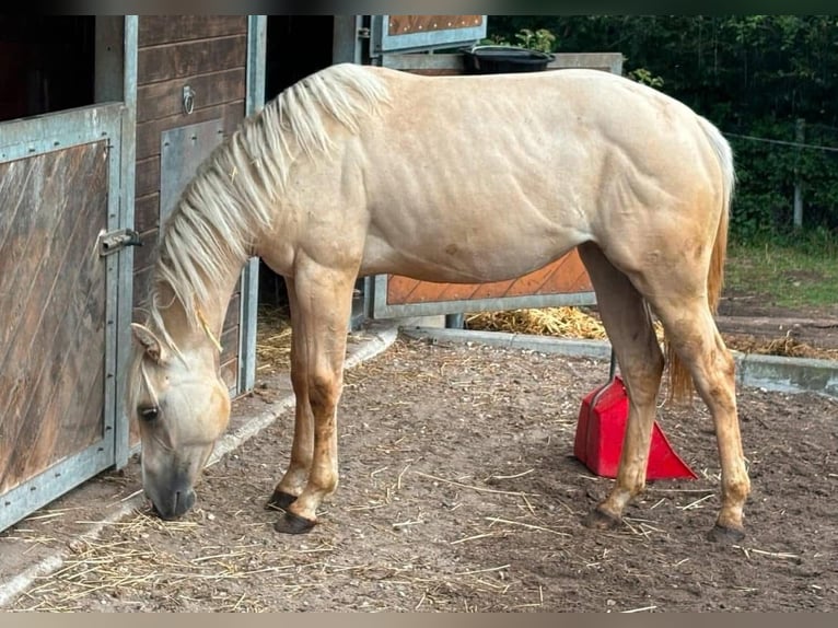 American Quarter Horse Stute 3 Jahre 150 cm Dunalino in H&#xF6;ringen
