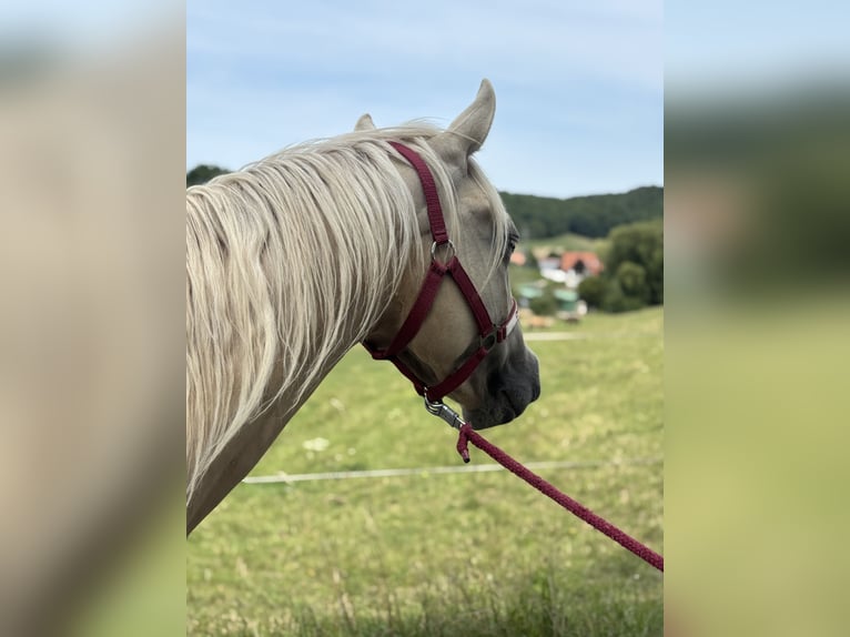 American Quarter Horse Stute 3 Jahre 150 cm Dunalino in H&#xF6;ringen