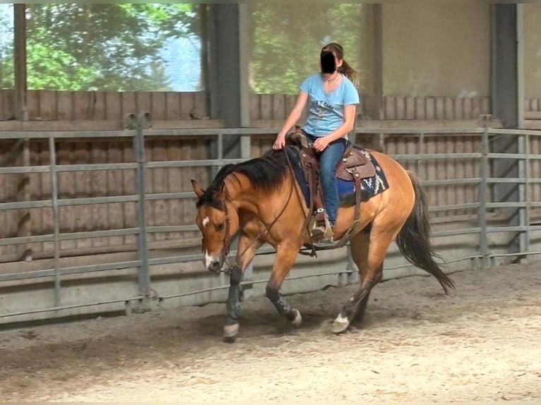 American Quarter Horse Stute 3 Jahre 150 cm Dunalino in H&#xF6;ringen