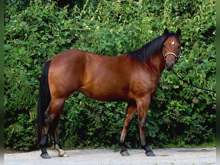 American Quarter Horse Stute 3 Jahre 150 cm Dunkelbrauner in Schönkirchen