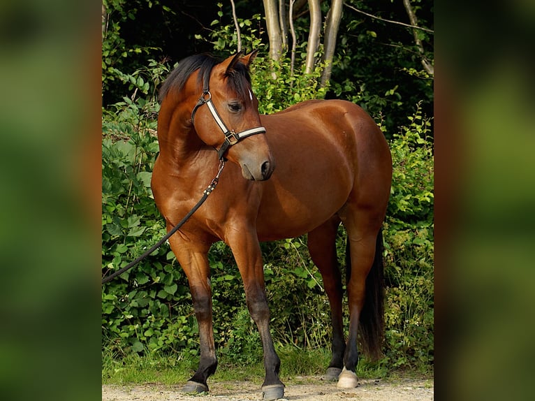 American Quarter Horse Stute 3 Jahre 150 cm Dunkelbrauner in Schönkirchen