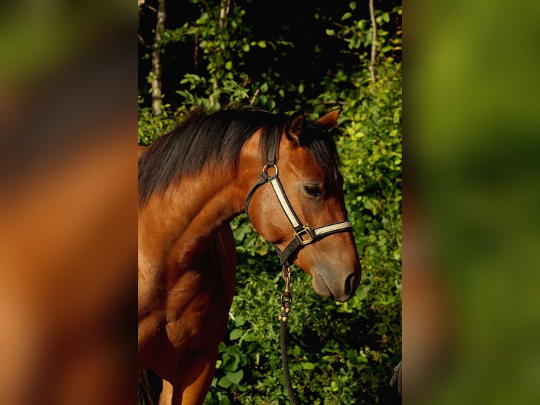 American Quarter Horse Stute 3 Jahre 150 cm Dunkelbrauner in Schönkirchen