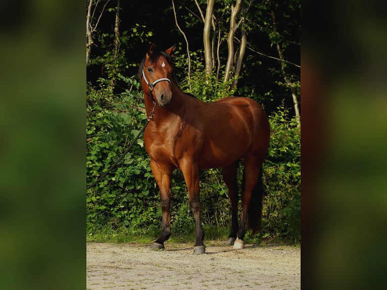American Quarter Horse Stute 3 Jahre 150 cm Dunkelbrauner in Schönkirchen