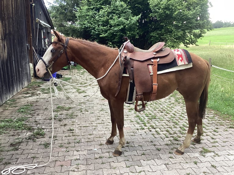 American Quarter Horse Stute 3 Jahre 150 cm Dunkelfuchs in Apfeldorf