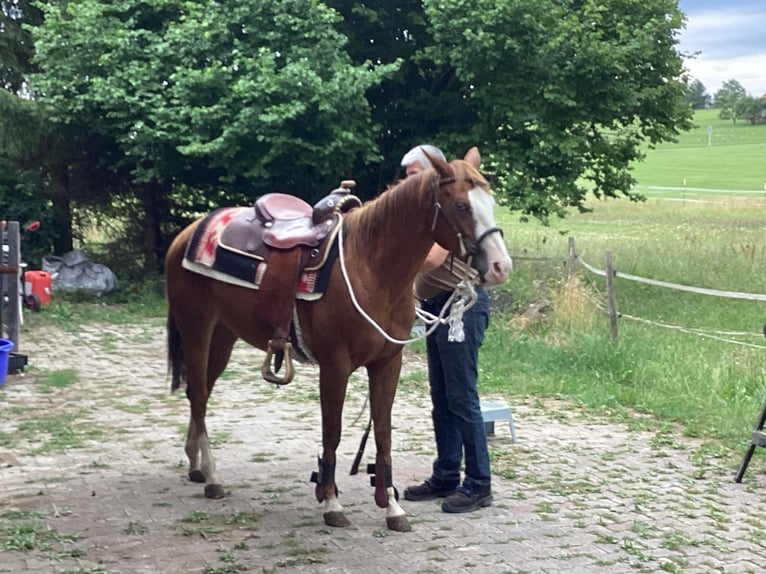 American Quarter Horse Stute 3 Jahre 150 cm Dunkelfuchs in Apfeldorf