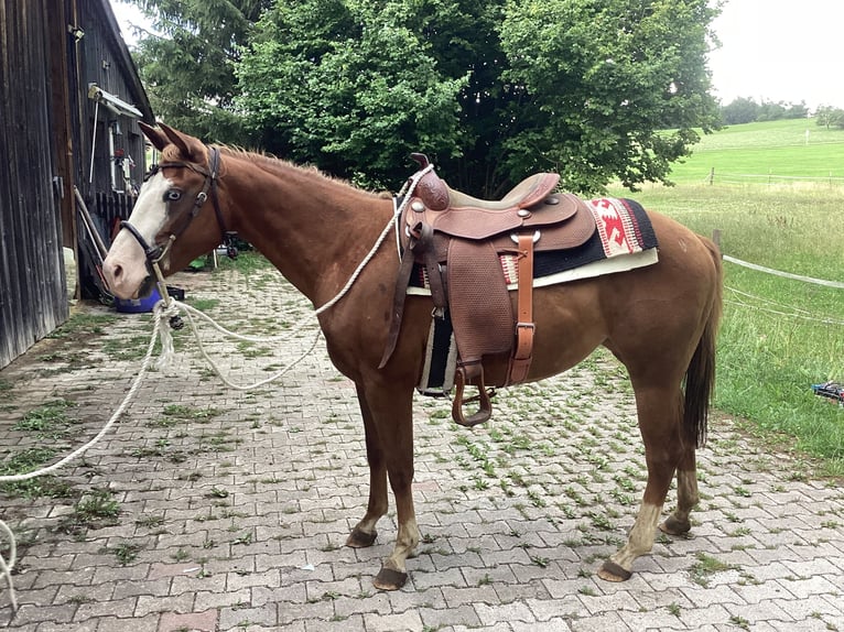 American Quarter Horse Stute 3 Jahre 150 cm Dunkelfuchs in Apfeldorf