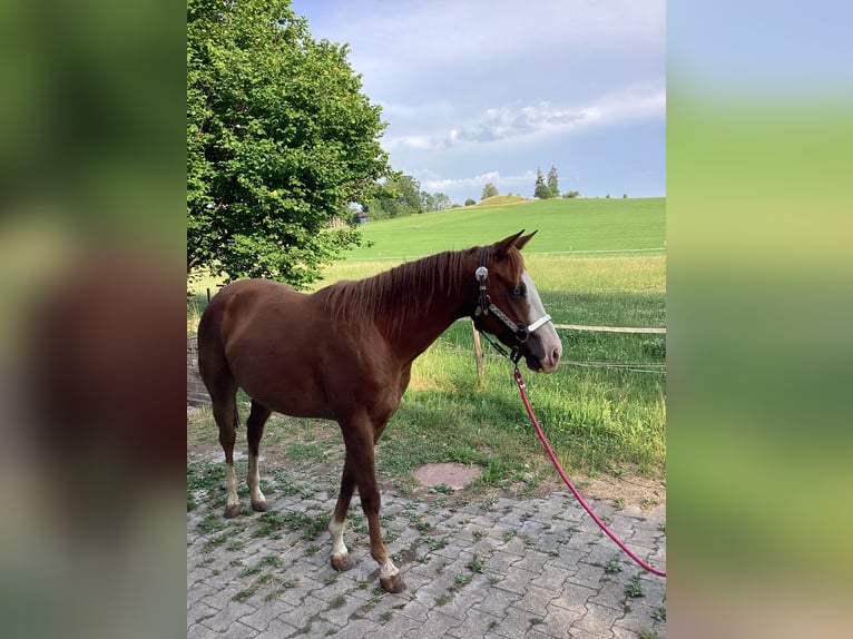 American Quarter Horse Stute 3 Jahre 150 cm Dunkelfuchs in Apfeldorf