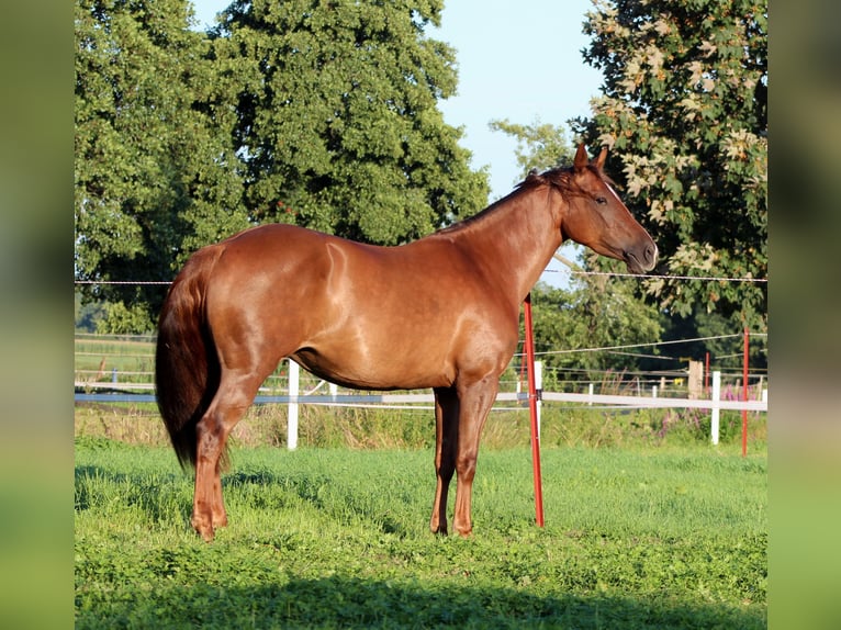 American Quarter Horse Stute 3 Jahre 150 cm Dunkelfuchs in Stade