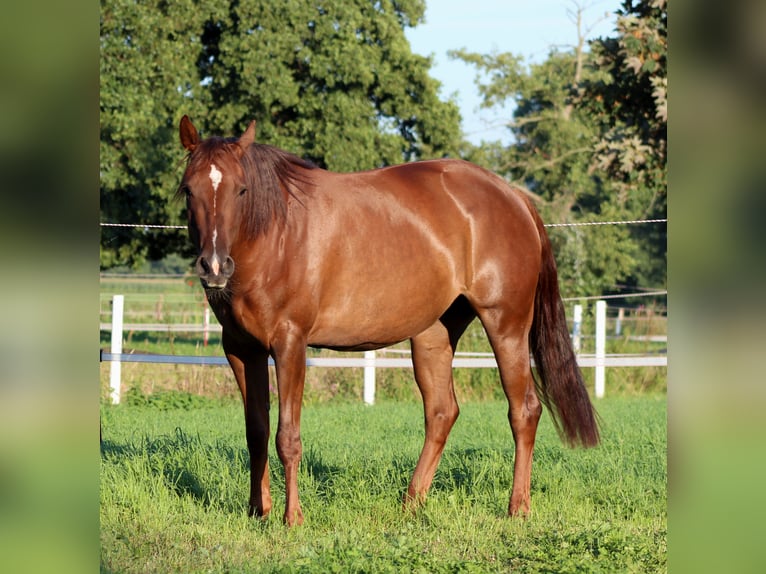 American Quarter Horse Stute 3 Jahre 150 cm Dunkelfuchs in Stade
