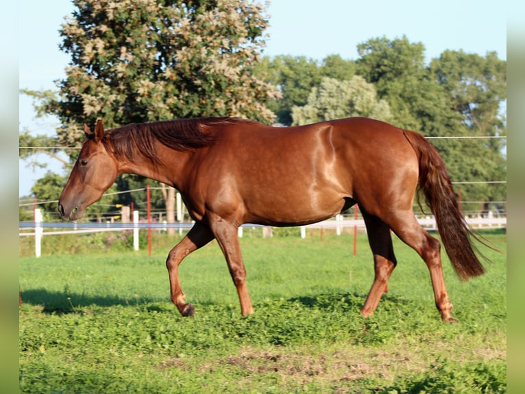 American Quarter Horse Stute 3 Jahre 150 cm Dunkelfuchs in Stade
