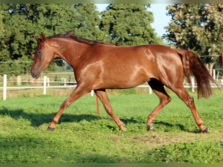 American Quarter Horse Stute 3 Jahre 150 cm Dunkelfuchs in Stade