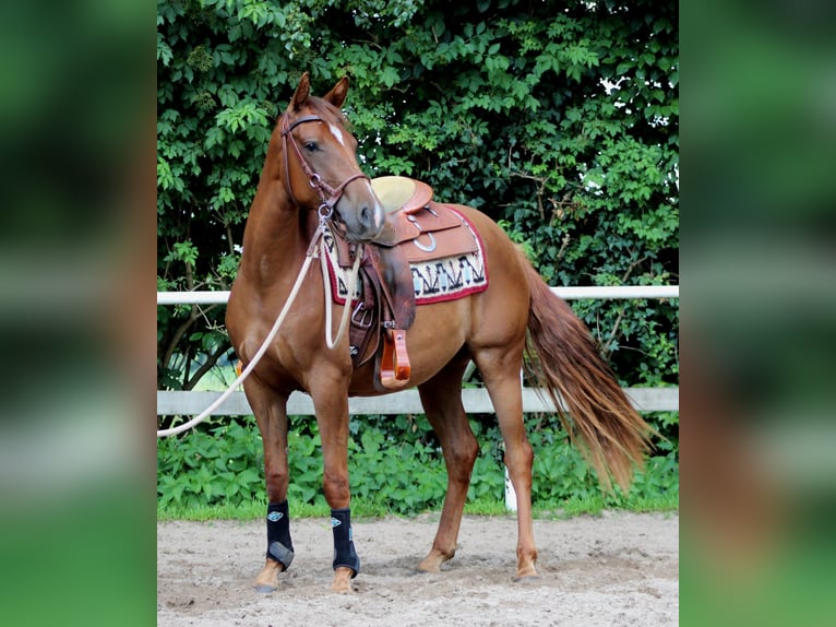 American Quarter Horse Stute 3 Jahre 150 cm Dunkelfuchs in Stade