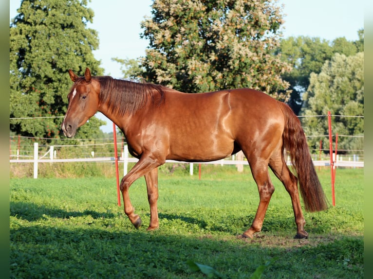 American Quarter Horse Stute 3 Jahre 150 cm Dunkelfuchs in Stade