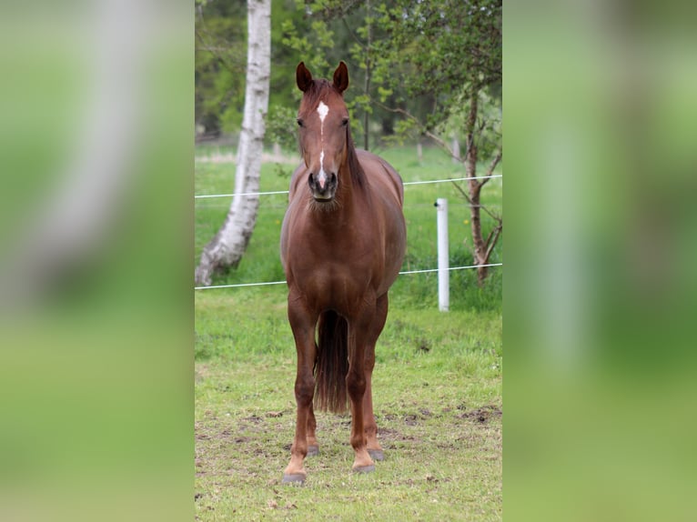 American Quarter Horse Stute 3 Jahre 150 cm Dunkelfuchs in Stade