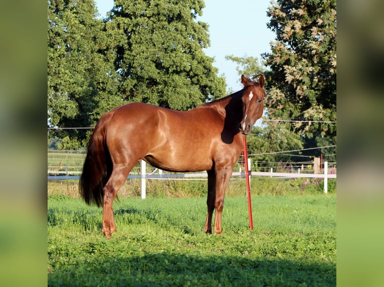 American Quarter Horse Stute 3 Jahre 150 cm Dunkelfuchs in Stade