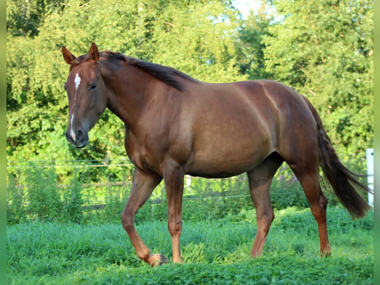 American Quarter Horse Stute 3 Jahre 150 cm Dunkelfuchs in Stade