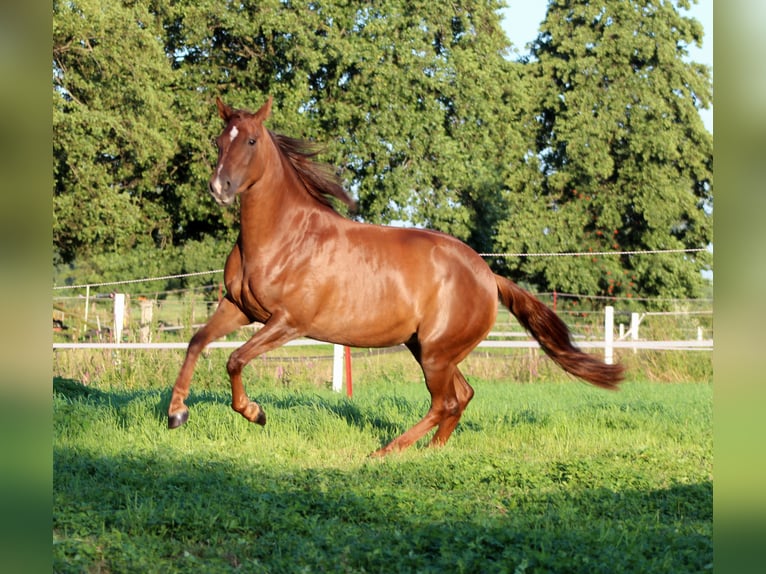 American Quarter Horse Stute 3 Jahre 150 cm Dunkelfuchs in Stade