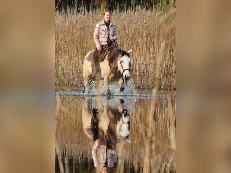 American Quarter Horse Mix Stute 3 Jahre 150 cm Falbe in Oberhausen