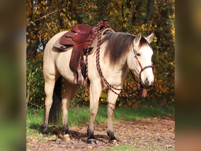 American Quarter Horse Mix Stute 3 Jahre 150 cm Falbe in Oberlangen