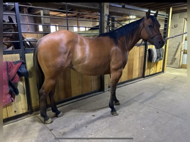 American Quarter Horse Stute 3 Jahre 150 cm Falbe in Bloomburg, TX