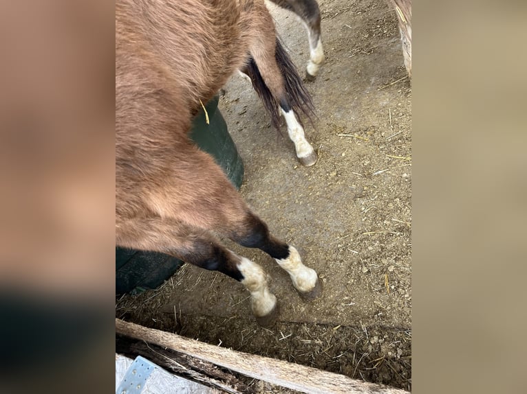 American Quarter Horse Stute 3 Jahre 150 cm Falbe in Kleinschwabhausen