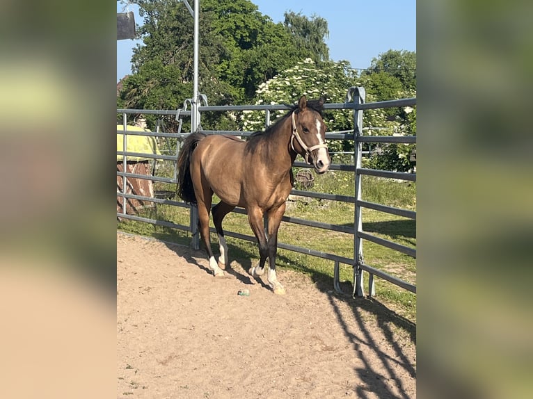 American Quarter Horse Stute 3 Jahre 150 cm Falbe in Mellingen