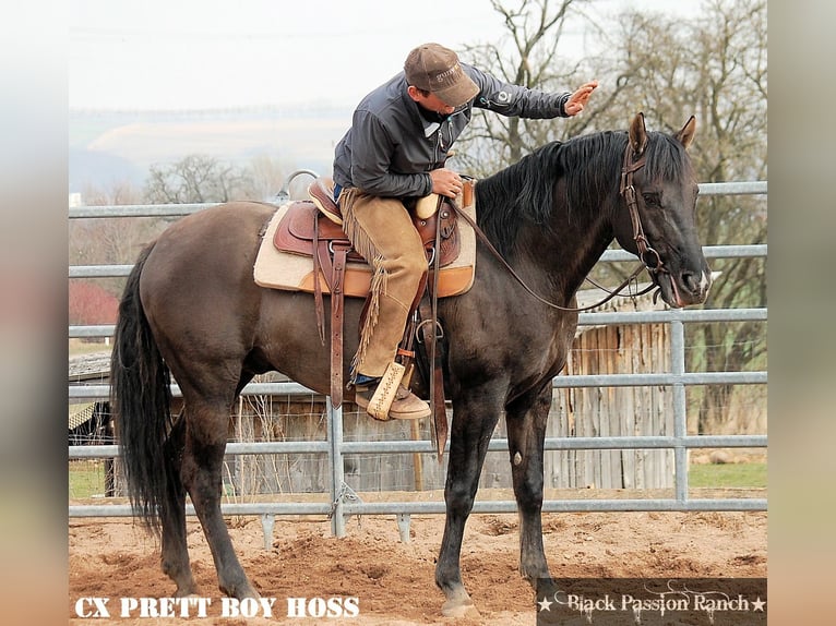 American Quarter Horse Stute 3 Jahre 150 cm Falbe in Mellingen
