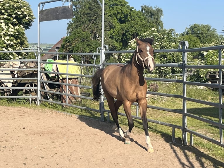 American Quarter Horse Stute 3 Jahre 150 cm Falbe in Mellingen