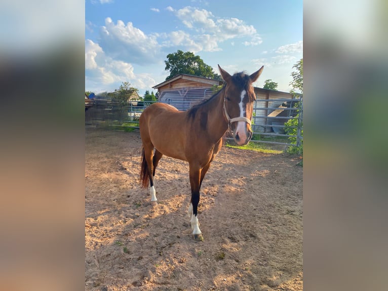 American Quarter Horse Stute 3 Jahre 150 cm Falbe in Mellingen