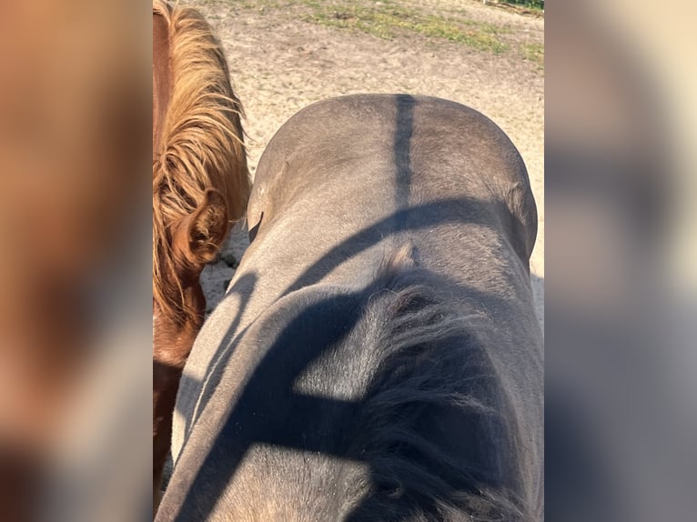 American Quarter Horse Stute 3 Jahre 150 cm Falbe in Mellingen