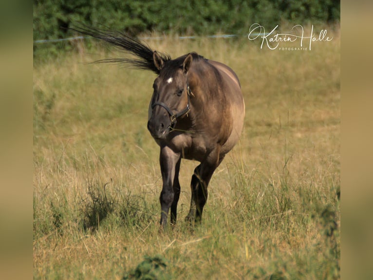 American Quarter Horse Stute 3 Jahre 150 cm Falbe in Mellingen
