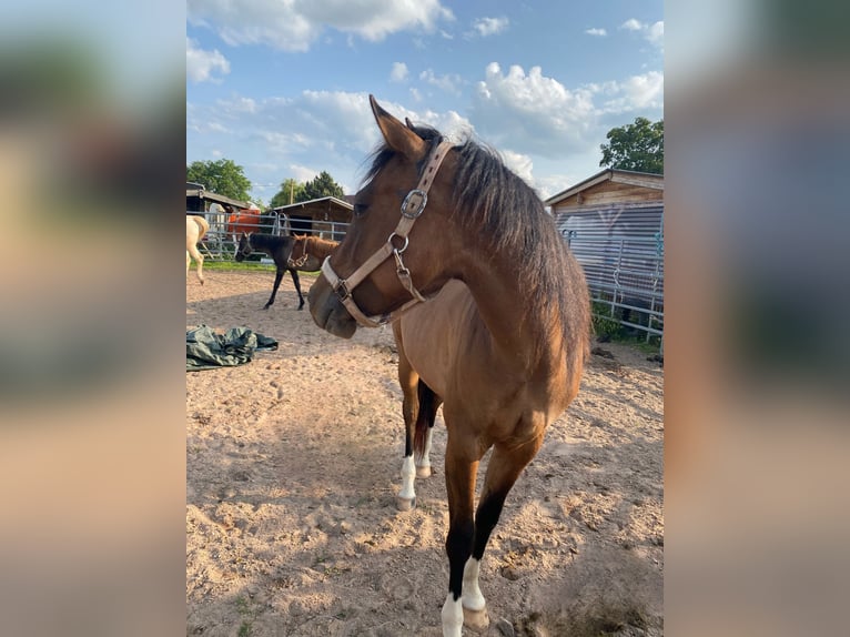 American Quarter Horse Stute 3 Jahre 150 cm Falbe in Mellingen