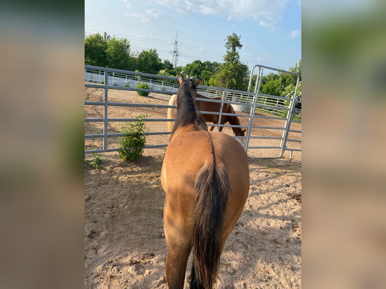 American Quarter Horse Stute 3 Jahre 150 cm Falbe in Mellingen